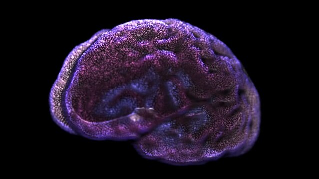 3D translucent human brain rotating on black background. Abstract concept of inspiration and creativity, development of intelligence and self-education. Digital glowing human cerebra, looped animation