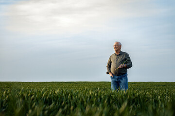 Portrait of senior farmer standing in wheat field holding crop in his hand.