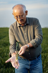 Portrait of senior farmer standing in wheat field showing crop towards the camera.
