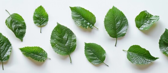 Green leaves separated on a white backdrop.