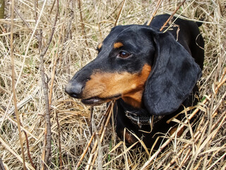 A purebred dachshund among the dry autumn grass.