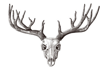 Hand drawn deer skull with antler design element - obrazy, fototapety, plakaty