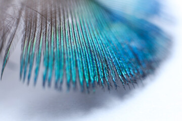 Macro shot of a blue peacock feather on a white background