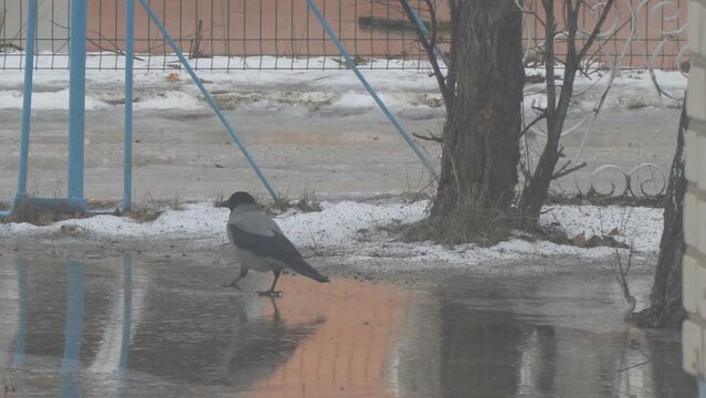 A crow walks on the ice looking for food and slides. Camera panning