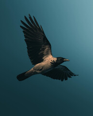 Ultimate4 K Mobile Wallpaper Collection Black, Cool, and Dark Birds