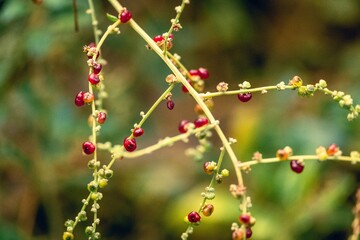 Fototapeta na wymiar red wild berries on a bush in the woods