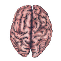 Naklejka premium Hand drawn pink human brain design element