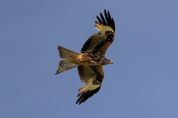 Milano real en vuelo en Guadarrama