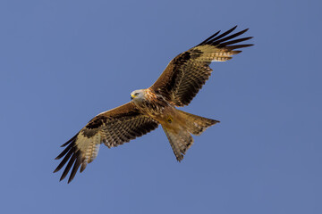 Fototapeta premium Milano real en vuelo en Guadarrama