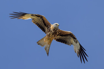 Milano real en vuelo en Guadarrama