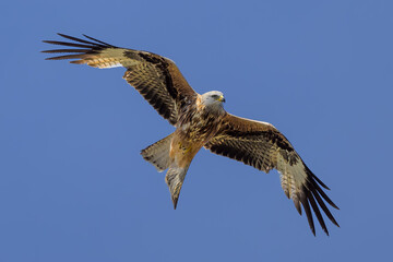 Milano real en vuelo en Guadarrama