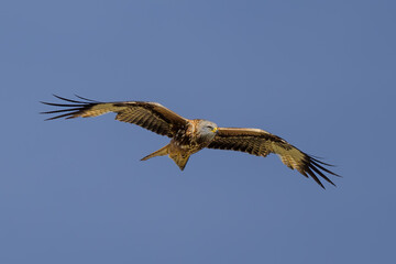 Milano real en vuelo en Guadarrama