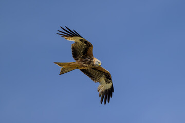 Milano real en vuelo en Guadarrama