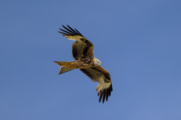 Milano real en vuelo en Guadarrama