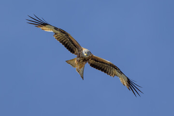 Milano real en vuelo en Guadarrama