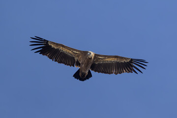 Fototapeta premium Buitres en la Sierra de Guadarrama