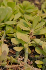 Closeup of Kleinia petraea is a species of flowering plant in the genus Kleinia and family Asteraceae is native to Kenya and Tanzania.