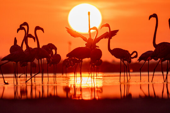 View of elegant flamingos at sunrise in natural reserve, Progreso, Yucatan, Mexico.