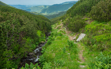 Fototapeta na wymiar A hiking footpath wandering along a mountain stream and mountain pine bushes in an alpine pasture. The skies are clear, the massive peaks on the mountains are in the background. Carpathia. Romania.