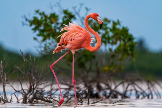 View of elegant flamingos in flight over the mangrove, Progreso, Yucatan, Mexico.