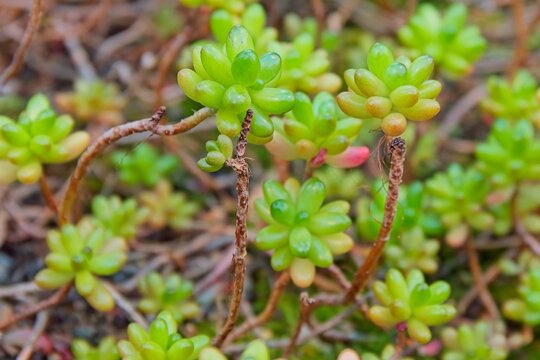 Closeup of Sedum rubrotinctum, commonly known as jelly-beans, jelly bean plant, or pork and beans, is a species of Sedum from the plant family Crassulaceae. It is native to Mexico.