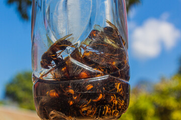 Bottle of lao lao (rice whisky) with bees, Laos