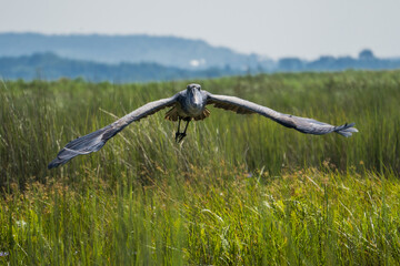 Shoebill at the Lake Victoria, Uganda