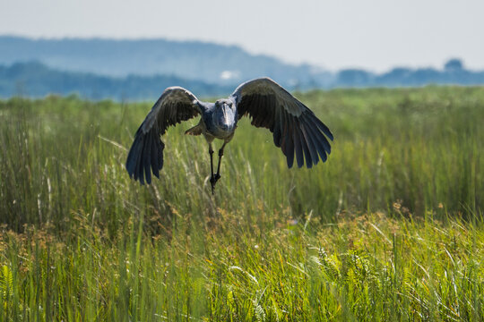 Shoebill at the Lake Victoria, Uganda