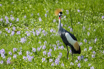 Fototapeta premium Crested crane in flowers in Murchison Falls National Park, Uganda