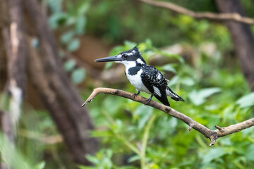 Pied kingfisher in the Murchison Falls National Park, Uganda