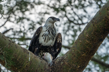 Juvenile African fish eagle in the Queen Elizabeth National Park, Uganda