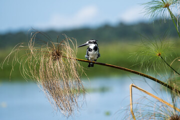 Pied kingfisher at the Lake Victoria, Uganda