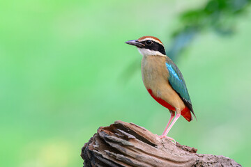 Close-up of Fairy Pitta ,pretty and colorful bird.