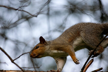 un écureuil sur une branche dans la forêt - obrazy, fototapety, plakaty