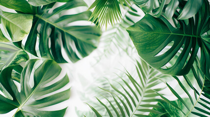 Fototapeta na wymiar Tropical leaves natural shadow overlay on white texture background, for overlay on product presentation, backdrop and mockup, summer seasonal concept 