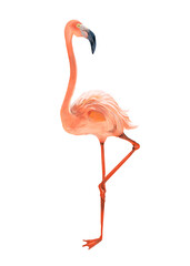 Flamingo animal png illustration sticker, transparent background