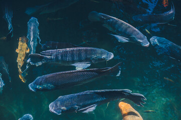 Natural background. Lake with colorful fish