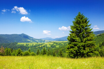 mountainous carpathian countryside scenery in summer. spruce tree on the grassy alpine hill. summer vacations in highlands of ukraine. view in to the distant rural valley - 788201812