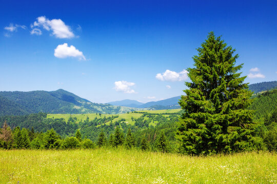 mountainous carpathian countryside scenery in summer. spruce tree on the grassy alpine hill. summer vacations in highlands of ukraine. view in to the distant rural valley