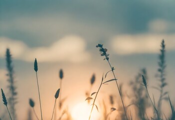 Obraz premium sunset in the field