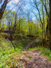 primeval forest trail in wild scenery. trees in green foliage. carpathian woodland in spring - 788202493