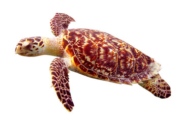 Sea turtle png, animal, transparent background