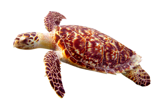 Sea turtle png, animal, transparent background