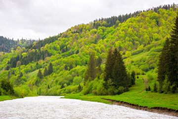 river flows through the valley of carpathian mountains. beautiful landscape with forested shore in spring on an overcast day - 788202858