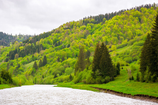 river flows through the valley of carpathian mountains. beautiful landscape with forested shore in spring on an overcast day