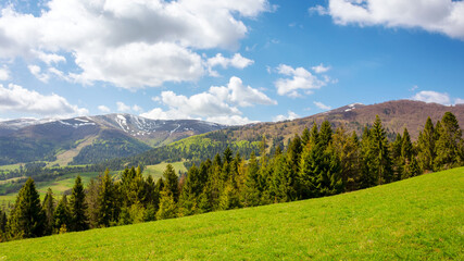 panoramic landscape of transcarpathia in spring. scenery with trees on the grassy hill. green environment of ukrainian carpathian mountain. sunny day with clouds on a blue sky. borzhava ridge  - obrazy, fototapety, plakaty