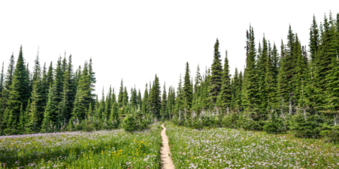Pine forest png border, nature aesthetic image, transparent background