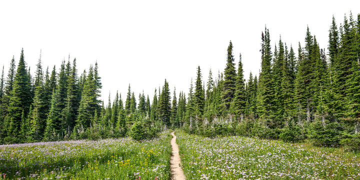 Pine forest png border, nature aesthetic image, transparent background