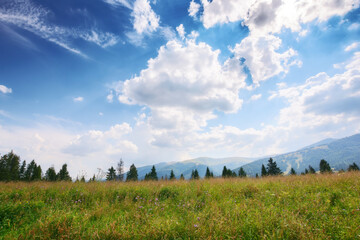 Obraz premium mountainous carpathian countryside scenery in summer. spruce forest behid grassy alpine hill beneath a blue sky with fluffy couds. summer vacations in highlands of ukraine