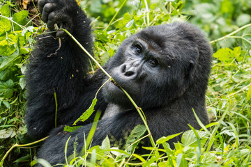 Mountain gorilla in the Bwindi Impenetrable National Park, Uganda